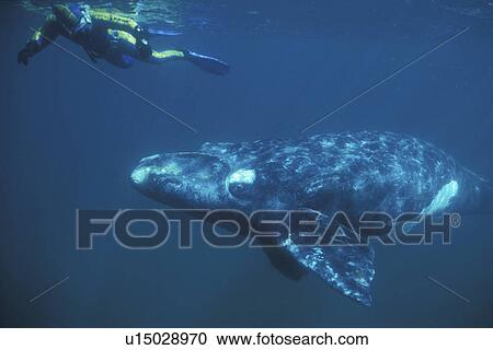 Stock Image - Southern Right Whale (Eubalaena australis) calf with snorkeler underwater in Golfo Nuevo, Patagonia, Argentina. Southern Atlantic Ocean.. Fotosearch