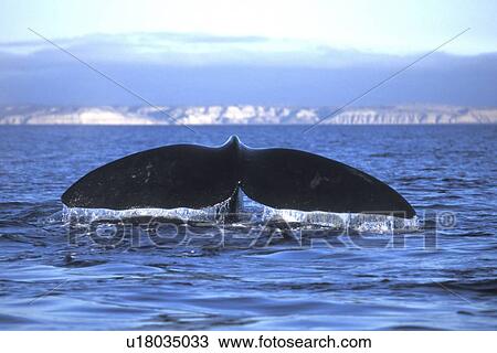 Stock Image - Southern Right Whale (Eubalaena australis) Adult fluke-up dive. Golfo Nuevo, Patagonia, Argentina. (rr). Fotosearch