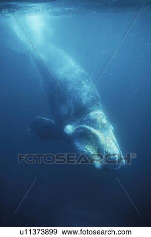 Southern Right Whale (Eubalaena australis) calf underwater. Golfo Nuevo, Patagonia, Argentina. View Large Photo Image Stock Photo - Southern Right Whale (Eubalaena australis) calf underwater. Golfo Nuevo, Patagonia, Argentina.. Fotosearch