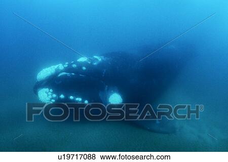 Stock Photo - Southern Right Whale (Eubalaena australis) underwater. Golfo Nuevo, Patagonia, Argentina. (rr). Fotosearch
