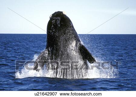 Southern Right Whale (Eubalaena australis) Adult breaching. Golfo Nuevo, Patagonia, Argentina. Southern Atlantic Ocean. (rr) View Large Photo Image Stock Photo - Southern Right Whale (Eubalaena australis) Adult breaching. Golfo Nuevo, Patagonia, Argentina. Southern Atlantic Ocean. (rr). Fotosearch