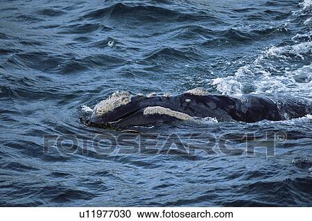Stock Image - Southern right whale playing with kelp frond (Eubalaena australis) Walker Bay, South Africa. Fotosearch