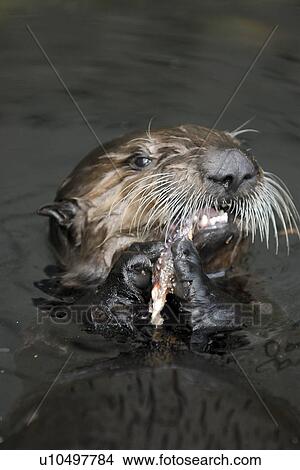 Southern sea otter (Enhydra lutris nereis) Feeding on a sea star, Monterey, California, USA, Pacific Ocean, National Marine Sanctuary (endangered species) View Large Photo Image Picture - Southern sea otter (Enhydra lutris nereis) Feeding on a sea star, Monterey, California, USA, Pacific Ocean, National Marine Sanctuary (endangered species). Fotosearch