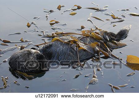 Stock Image - Southern sea otter (Enhydra lutris nereis) female resting in kelp. Monterey, California, USA, Pacific Ocean, National Marine Sanctuary (endangered species). Fotosearch