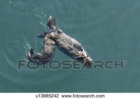 Southern sea otter (Enhydra lutris nereis) pup nursing. National marine sanctuary, Monterey bay, California Pacific ocean, USA. View Large Photo Image Stock Image - Southern sea otter (Enhydra lutris nereis) pup nursing. National marine sanctuary, Monterey bay, California Pacific ocean, USA.. Fotosearch