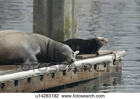 Southern sea otter (Enhydra lutris nereis) California sea lion (Zalophus californianus) hauled out on a dock. National marine sanctuary, Monterey bay, California Pacific ocean, USA. View Large Photo Image Stock Image - Southern sea otter (Enhydra lutris nereis) California sea lion (Zalophus californianus) hauled out on a dock. National marine sanctuary, Monterey bay, California Pacific ocean, USA.. Fotosearch