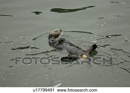 Stock Image - Southern sea otter (Enhydra lutris nereis) defecating Monterey, California, USA, Pacific Ocean, National Marine Sanctuary (endangered species). Fotosearch