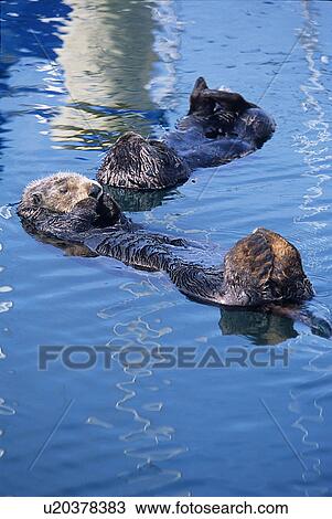 Southern sea otter (Enhydra lutris nereis), resting at surface fore and hind legs are kept out of water and crossed to keep warm, Monterey Bay, California, USA View Large Photo Image Stock Image - Southern sea otter (Enhydra lutris nereis), resting at surface fore and hind legs are kept out of water and crossed to keep warm, Monterey Bay, California, USA. Fotosearch