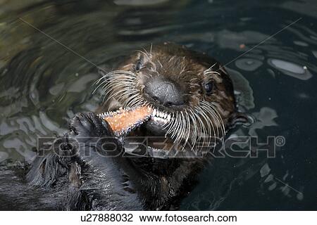 Southern sea otter (Enhydra lutris nereis) Feeding on sea star, Monterey, California, USA, Pacific Ocean, National Marine Sanctuary (endangered species) View Large Photo Image Stock Image - Southern sea otter (Enhydra lutris nereis) Feeding on sea star, Monterey, California, USA, Pacific Ocean, National Marine Sanctuary (endangered species). Fotosearch