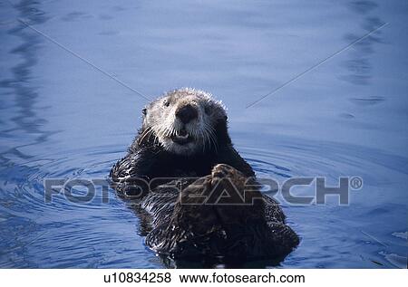 Southern sea otter (Enhydra lutris nereis), resting at surface, limbs are kept out of water and crossed to keep warm, Monterey Bay, California, USA View Large Photo Image Stock Photo - Southern sea otter (Enhydra lutris nereis), resting at surface, limbs are kept out of water and crossed to keep warm, Monterey Bay, California, USA. Fotosearch