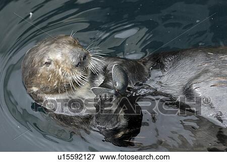 Stock Photo - Southern sea otter (Enhydra lutris nereis) feeding on a muscle. National marine sanctuary, Monterey bay, California Pacific ocean, USA.. Fotosearch