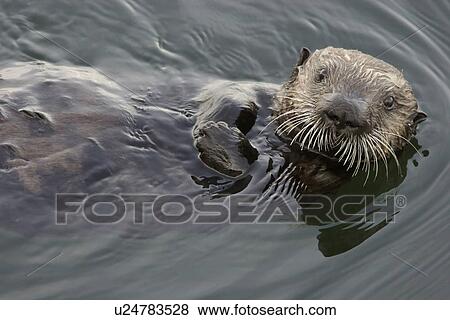 Southern Sea Otter, Enhydra lutris nereis floating on back looking up at camera Monterey, California, USA View Large Photo Image Stock Photo - Southern Sea Otter, Enhydra lutris nereis floating on back looking up at camera Monterey, California, USA. Fotosearch