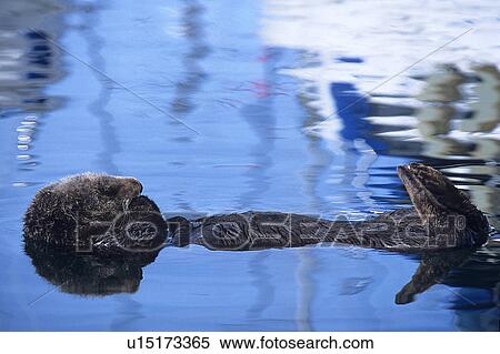 Stock Photography - Southern sea otter (Enhydra lutris nereis) resting, fore and hind legs are kept out of water and crossed to keep warm, Monterey Bay, California, USA. Fotosearch
