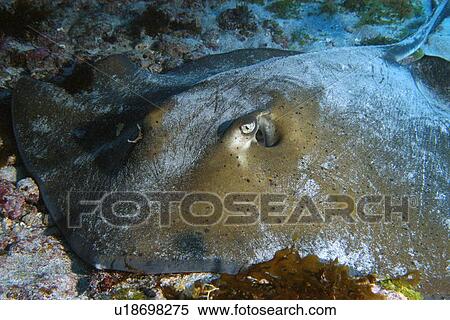 Stock Photography - Southern Stingray (Dasyatis Americana) lying in the sandy bottom of a cavern,, Ressurreta, Fernando de Noronha National Marine Sanctuary, Pernambuco, Brazil (South Atlantic). Fotosearch