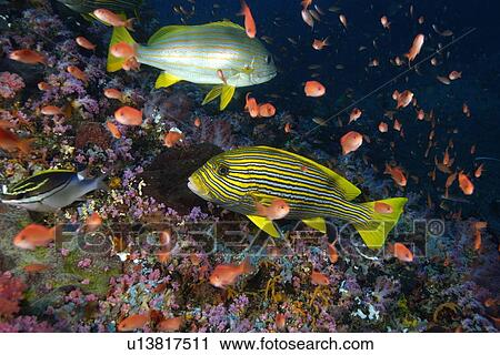Spanish Flag (Lutjanus carponotatus) and Ribbon Sweetlips (Plectorhinchus polytaenia) swim among Anthias, Canyons, Puerto Galera, Philippines View Large Photo Image Stock Image - Spanish Flag (Lutjanus carponotatus) and Ribbon Sweetlips (Plectorhinchus polytaenia) swim among Anthias, Canyons, Puerto Galera, Philippines. Fotosearch
