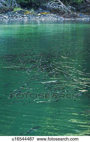 Spawning pink salmon (Oncorhynchus gorbuscha) gathering to run upstream in Red Bluff Bay, Southeast Alaska, USA. Pacific Ocean. This salmon is also sometimes called the humpback or "humpie" due to the change in its form during spawning. View Large Photo Image Stock Photo - Spawning pink salmon (Oncorhynchus gorbuscha) gathering to run upstream in Red Bluff Bay, Southeast Alaska, USA. Pacific Ocean. This salmon is also sometimes called the humpback or "humpie" due to the change in its form during spawning.. Fotosearch