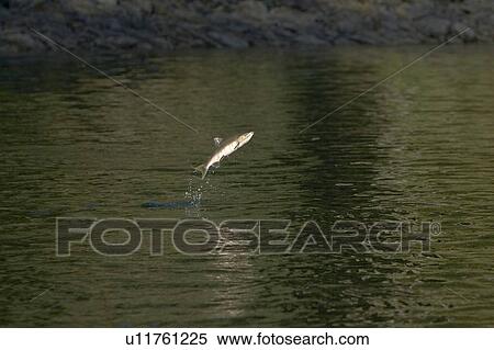Spawning pink salmon (Oncorhynchus gorbuscha) leaping in Red Bluff Bay, Southeast Alaska, USA. Pacific Ocean. Salmon leap perhaps to loosen their eggs and milt before spawning, or possibly to prepare for the upstream struggle during spawning. This salmon View Large Photo Image Stock Photography - Spawning pink salmon (Oncorhynchus gorbuscha) leaping in Red Bluff Bay, Southeast Alaska, USA. Pacific Ocean. Salmon leap perhaps to loosen their eggs and milt before spawning, or possibly to prepare for the upstream struggle during spawning. This salmon . Fotosearch