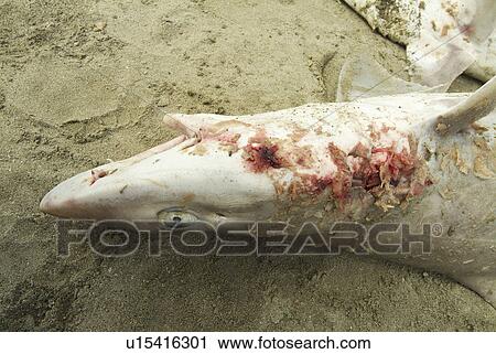 Species not identified. Shark fishing practices, Ecuador. View Large Photo Image Stock Image - Species not identified. Shark fishing practices, Ecuador.. Fotosearch