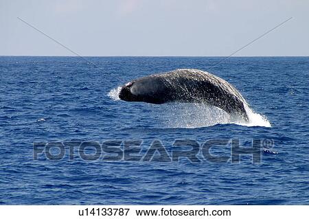 Sperm whale breaching (Physeter macrocephalus) Azores, Atlantic Ocean View Large Photo Image Stock Photo - Sperm whale breaching (Physeter macrocephalus) Azores, Atlantic Ocean. Fotosearch