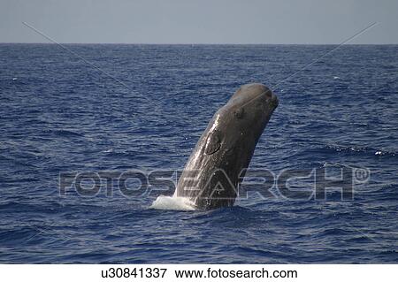Stock Photo - Sperm whale breaching (Physeter macrocephalus) Azores, Atlantic Ocean. Fotosearch