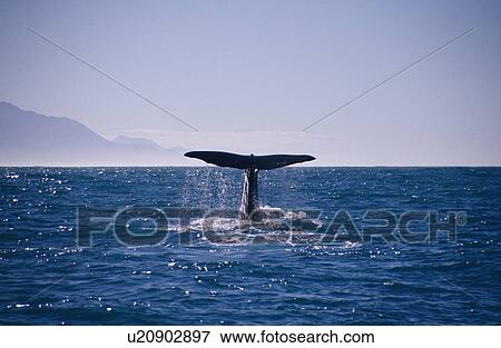 Sperm whale (Physeter catadon) diving off coast Kaikoura, New Zealand View Large Photo Image Stock Photo - Sperm whale (Physeter catadon) diving off coast Kaikoura, New Zealand. Fotosearch