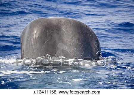 Stock Photo - Sperm whale (Physeter macrocephalus) in head-out position. This vertical position is used in socialising and when approached by a vessel. Ionian Sea, Greece. Fotosearch