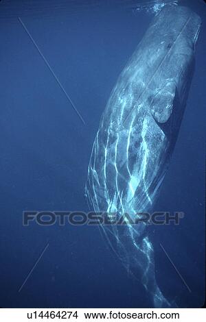 Sperm Whale, Physeter macrocephalus, calf, vertical underwater in northern Gulf of California, Mexico View Large Photo Image Picture - Sperm Whale, Physeter macrocephalus, calf, vertical underwater in northern Gulf of California, Mexico. Fotosearch