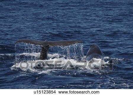 Picture - Sperm Whale, Physeter macrocephalus, mother and large calf fluking off the Azores Islands. Fotosearch