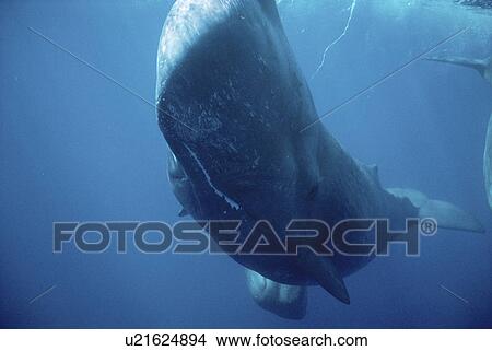 Picture - Sperm Whale (Physeter macrocephalus) close up head on view. Azores. Fotosearch