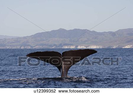 Sperm whale (Physeter macrocephalus) diving Kaikoura, South Island, New Zealand View Large Photo Image Stock Image - Sperm whale (Physeter macrocephalus) diving Kaikoura, South Island, New Zealand. Fotosearch