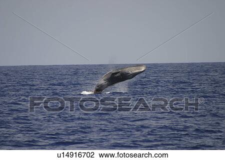 Stock Image - Sperm Whale (Physeter macrocephalus) breaching with defecation. Azores. Fotosearch