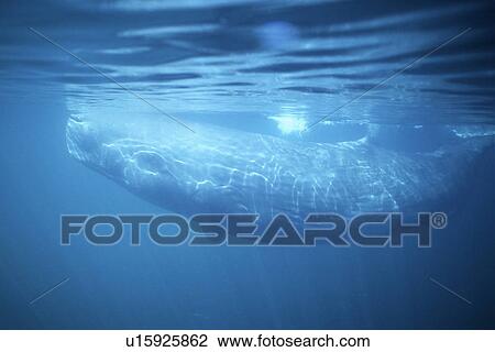 Sperm Whale, Physeter macrocephalus, sub-adult and curious in the northern Gulf of California, Mexico View Large Photo Image Stock Image - Sperm Whale, Physeter macrocephalus, sub-adult and curious in the northern Gulf of California, Mexico. Fotosearch