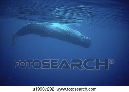 Sperm Whale (Physeter macrocephalus) upside down underwater. Azores View Large Photo Image Stock Image - Sperm Whale (Physeter macrocephalus) upside down underwater. Azores. Fotosearch