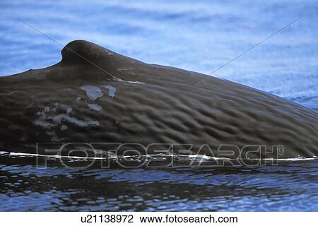 Sperm Whale (Physeter macrocephalus) Sub-adult surfacing (note the peeling skin) Near Islam San Pedro Martir in the midriff region of the Gulf of California (Sea of Cortez), Mexico. (rr) View Large Photo Image Stock Image - Sperm Whale (Physeter macrocephalus) Sub-adult surfacing (note the peeling skin) Near Islam San Pedro Martir in the midriff region of the Gulf of California (Sea of Cortez), Mexico. (rr). Fotosearch