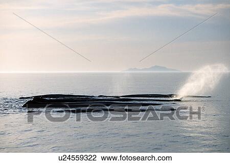 Sperm Whale, Physeter macrocephalus, pod, logging behaviour, in the northern Gulf of California, Mexico View Large Photo Image Stock Image - Sperm Whale, Physeter macrocephalus, pod, logging behaviour, in the northern Gulf of California, Mexico. Fotosearch