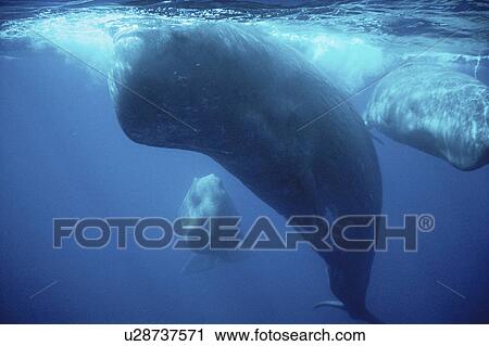 Stock Image - Sperm Whale (Physeter macrocephalus) head on underwater with 2 others behind it. Azores. Fotosearch