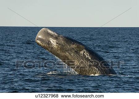Sperm whale. (Physeter macrocephalus). A breaching sperm whale. Gulf of California. (rr) View Large Photo Image Stock Photo - Sperm whale. (Physeter macrocephalus). A breaching sperm whale. Gulf of California. (rr). Fotosearch