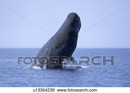 Sperm Whale (Physeter macrocephalus) Sub-adult breaching. Northern Gulf of California, Mexico View Large Photo Image Stock Photo - Sperm Whale (Physeter macrocephalus) Sub-adult breaching. Northern Gulf of California, Mexico. Fotosearch