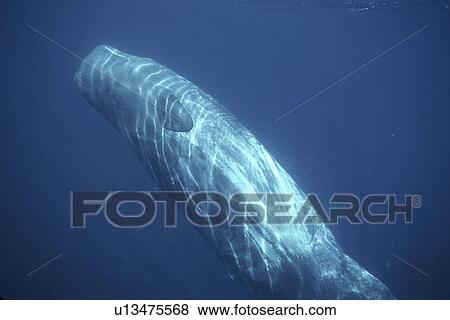 Sperm Whale, Physeter macrocephalus, calf, left unattended by adults, Gulf of California, Mexico View Large Photo Image Stock Photo - Sperm Whale, Physeter macrocephalus, calf, left unattended by adults, Gulf of California, Mexico. Fotosearch