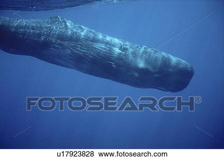 Sperm Whale (Physeter macrocephalus) underwater. Azores View Large Photo Image Stock Photo - Sperm Whale (Physeter macrocephalus) underwater. Azores. Fotosearch