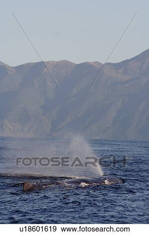 Stock Photo - Sperm whale (Physeter macrocephalus) exhaling at surface Kaikoura, South Island, New Zealand. Fotosearch
