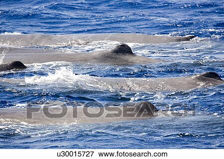 Sperm whale (Physeter macrocephalus) logging behaviour. Kythira Sea, Greece View Large Photo Image Stock Photo - Sperm whale (Physeter macrocephalus) logging behaviour. Kythira Sea, Greece. Fotosearch
