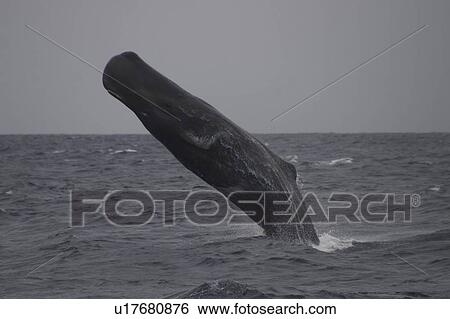 Sperm Whale, Physeter macrocephalus, Breaching off the Azores Islands, showing eye, mouth and pectoral fin - awesome View Large Photo Image Stock Photograph - Sperm Whale, Physeter macrocephalus, Breaching off the Azores Islands, showing eye, mouth and pectoral fin - awesome. Fotosearch