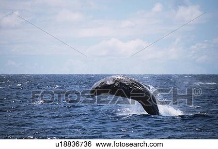 Sperm Whale (Physeter macrocephalus) breaching. Azores View Large Photo Image Stock Photograph - Sperm Whale (Physeter macrocephalus) breaching. Azores. Fotosearch