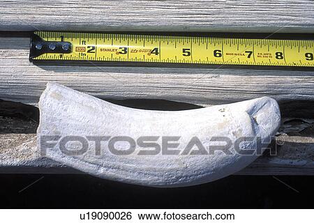 Sperm Whale (Physeter macrocephalus) Eight-inch tooth from lower right mandible (jawbone) of an adult bull in the mid-riff region of the Gulf of California (Sea of Cortez), Mexico. View Large Photo Image Stock Photograph - Sperm Whale (Physeter macrocephalus) Eight-inch tooth from lower right mandible (jawbone) of an adult bull in the mid-riff region of the Gulf of California (Sea of Cortez), Mexico.. Fotosearch
