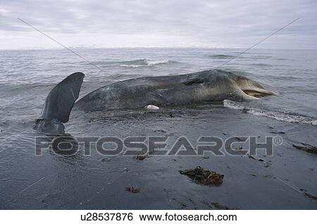 Stock Photograph - Sperm whale (Physeter macrocephalus / catodon) washed up dead north coast of Iceland. . Fotosearch