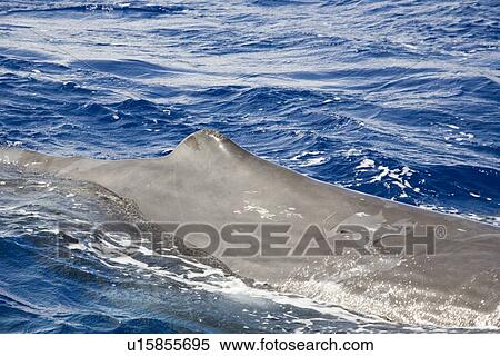 Sperm whale (Physeter macrocephalus) dorsal fin with evident calluses which may be linked to maturation of adult females. Also notable sloughing skin which occurs in both sexes. Endangered, Ionian Sea, Greece. View Large Photo Image Stock Photography - Sperm whale (Physeter macrocephalus) dorsal fin with evident calluses which may be linked to maturation of adult females. Also notable sloughing skin which occurs in both sexes. Endangered, Ionian Sea, Greece.. Fotosearch