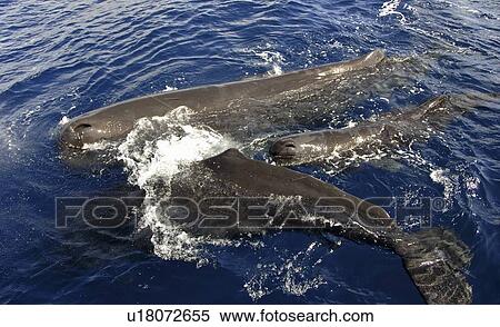 Sperm whale. (Physeter macrocephalus). A small group of sperm whales. Caribbean. View Large Photo Image Stock Photography - Sperm whale. (Physeter macrocephalus). A small group of sperm whales. Caribbean.. Fotosearch