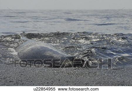 Sperm whale. (Physeter macrocephalus). A very relaxed sperm whale sprays water everywhere in a fine mist. Caribbean. View Large Photo Image Stock Photography - Sperm whale. (Physeter macrocephalus). A very relaxed sperm whale sprays water everywhere in a fine mist. Caribbean.. Fotosearch