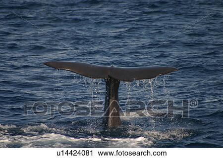 Stock Image - Sperm whale tail fluke as whale dives (Physeter macrocephalus) Azores, Atlantic Ocean. Fotosearch